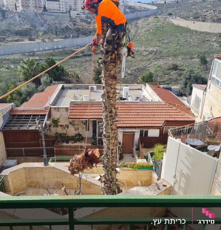 אדם גוזם עץ דקל עם מסור חשמלי